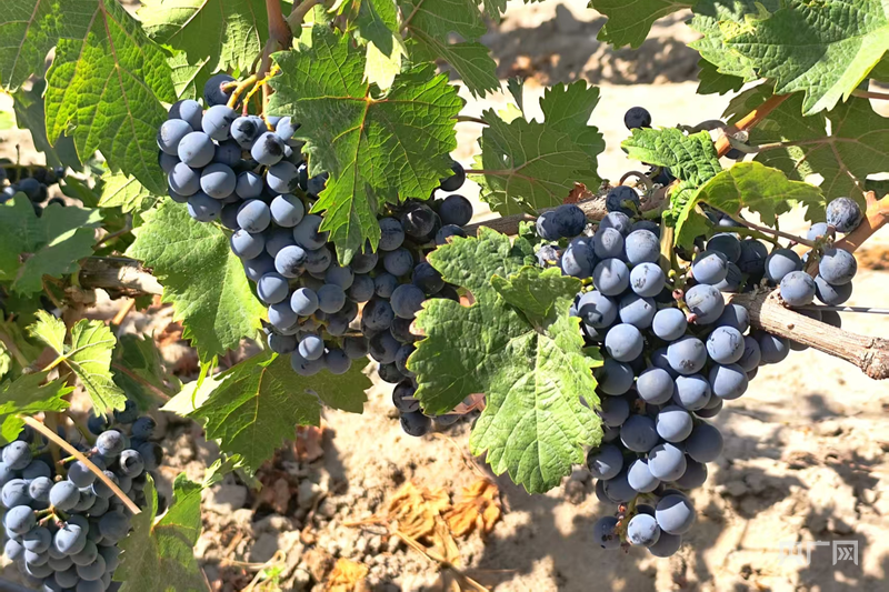 高质量发展“新”速度丨“种酿游”创新链 绽放丝路醇香新魅力